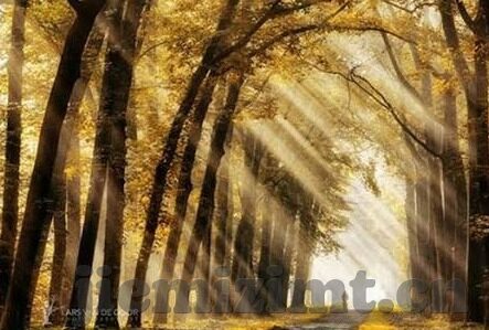 糖心直播官网平台-数字娱乐新宠，探索糖心直播官网平台的多元化魅力